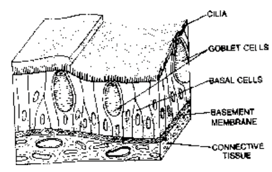 Covering and Lining Epithelium